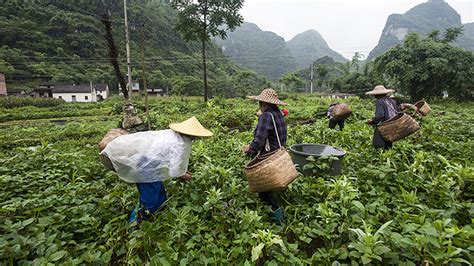 farming areas in china